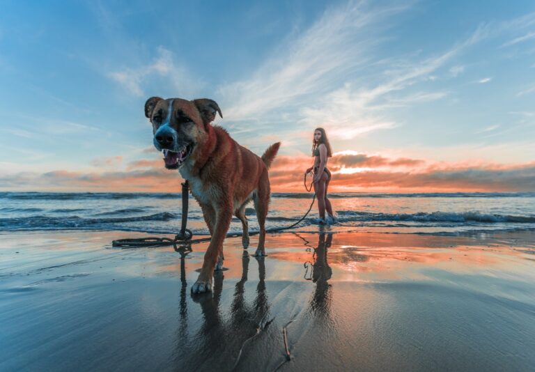 Husk disse råd, når du tager hunden med på stranden